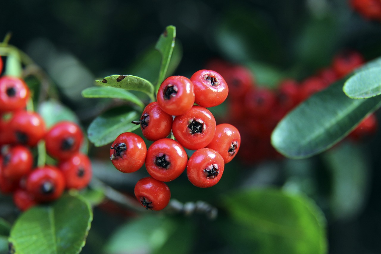 維納爾杜姆 維納爾杜姆